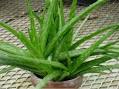 Aloe vera