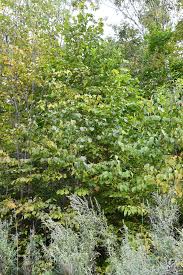 Attēlu rezultāti vaicājumam “Syringa reticulata subsp. amurensis”