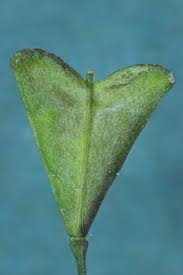 Attēlu rezultāti vaicājumam “Capsella bursa-pastoris fruit”