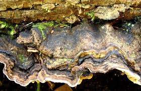 Attēlu rezultāti vaicājumam “Datronia mollis”