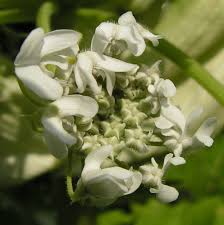 Attēlu rezultāti vaicājumam “Heracleum sosnowskyi flower”