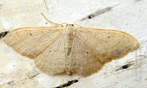 Attēlu rezultāti vaicājumam “Idaea straminata”