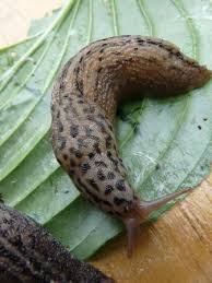 Attēlu rezultāti vaicājumam “Limax maximus”