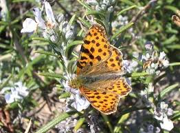 Attēlu rezultāti vaicājumam “Issoria lathonia underside”