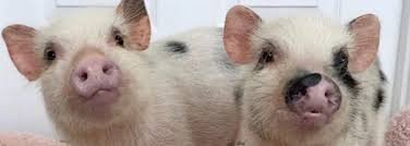 Bildresultat för pigs