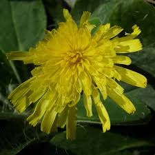 Attēlu rezultāti vaicājumam “Pilosella officinarum leaf”