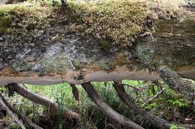 Attēlu rezultāti vaicājumam “Perenniporia medulla-panis”