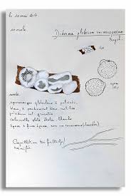 Attēlu rezultāti vaicājumam “Diderma globosum sessile”