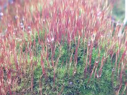 Attēlu rezultāti vaicājumam “Ceratodon purpureus sporophyte”