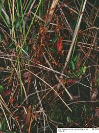 Attēlu rezultāti vaicājumam “Pohlia sphagnicola”