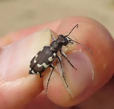 Attēlu rezultāti vaicājumam “Cicindela maritima”