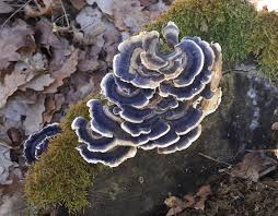 Attēlu rezultāti vaicājumam “Trametes versicolor”