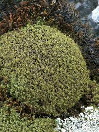 Attēlu rezultāti vaicājumam “Tortella inclinata”