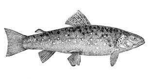 Image result for Salmo trutta trutta