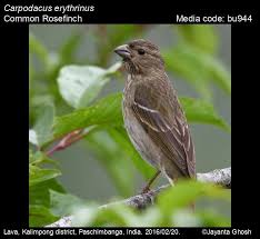 Attēlu rezultāti vaicājumam “Carpodacus erythrinus adult”
