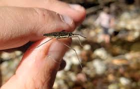 Attēlu rezultāti vaicājumam “Gerridae”