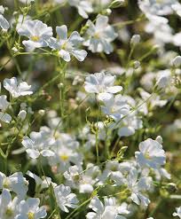 Image result for Gypsophila elegans
