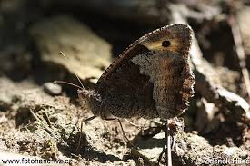 Attēlu rezultāti vaicājumam “Hipparchia alcyone”