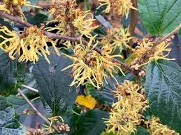 Attēlu rezultāti vaicājumam “Hamamelis virginiana”