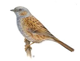 Attēlu rezultāti vaicājumam “Prunella modularis”