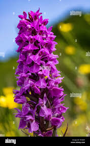 Attēlu rezultāti vaicājumam “Orchis mascula flower”