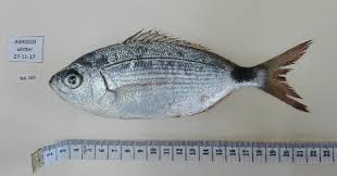 Image result for Oblada melanurus
