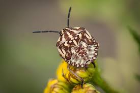 Attēlu rezultāti vaicājumam “Carpocoris purpureipennis”