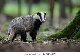 Attēlu rezultāti vaicājumam “Meles meles adult”