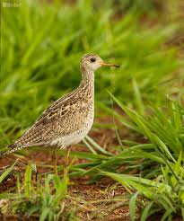 Image result for Bartramia longicauda