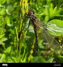 Attēlu rezultāti vaicājumam “Leucorrhinia albifrons female”