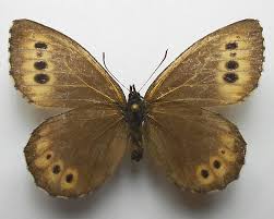 Attēlu rezultāti vaicājumam “Oeneis jutta”