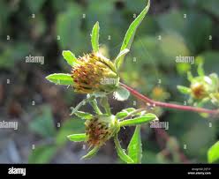 Attēlu rezultāti vaicājumam “Bidens tripartita flower”