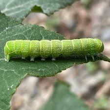 Attēlu rezultāti vaicājumam “Orthosia cerasi”