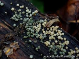 Attēlu rezultāti vaicājumam “Hypocrea gelatinosa”