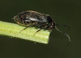 Attēlu rezultāti vaicājumam “Capsus ater”