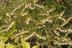 Attēlu rezultāti vaicājumam “Chamaedaphne calyculata”