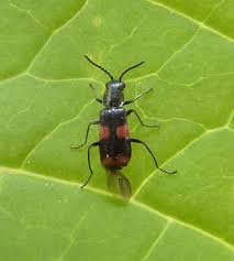 Attēlu rezultāti vaicājumam “Anthocomus fasciatus”
