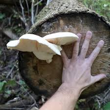 Attēlu rezultāti vaicājumam “Hypsizygus ulmarius”