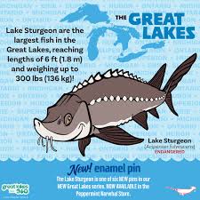 Image result for Acipenser fulvescens