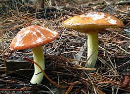 Attēlu rezultāti vaicājumam “Suillus granulatus”