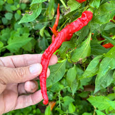 Afbeeldingsresultaat voor turkish cayenne hot pepper