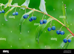 Attēlu rezultāti vaicājumam “Polygonatum multiflorum  fruit”