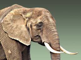 Image result for sad elephant