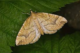 Attēlu rezultāti vaicājumam “Eulithis sp.”