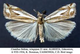 Attēlu rezultāti vaicājumam “Crambus”