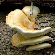 Attēlu rezultāti vaicājumam “Buglossoporus quercinus”