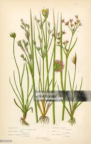 Attēlu rezultāti vaicājumam “Juncaceae”