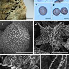 Attēlu rezultāti vaicājumam “Diderma crustaceum young”