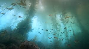 Image result for Breakwater Divers