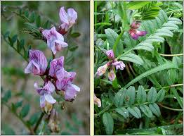 Attēlu rezultāti vaicājumam “Vicia sepium leaf”